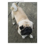 Bauwk ... Soi Dog, Thailand Greeting Card
