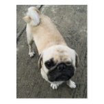 Bauwk ... Soi Dog, Thailand Postcard