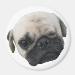 Bauwk ... Soi Dog, Thailand Refrigerator Magnet