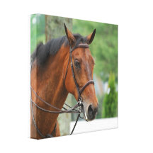 Bay Arab Horse Canvas Print