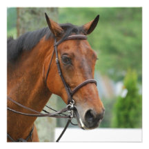 Bay Arab Horse Invitations