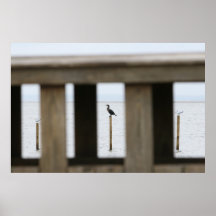 Bay Bird Poster