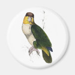 Bay-Headed Parrot by Edward Lear Magnets