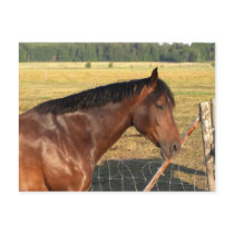Bay Horse and Fence Post Cards