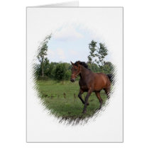Bay Horse Card cards