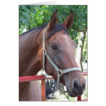 bay Horse Greeting Cards