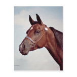 Bay Horse Head Study Post Card