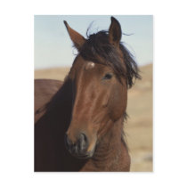 Bay Horse in Wind Post Cards
