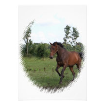Bay Horse Invitation