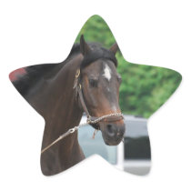 Bay Horse Lunging Stickers