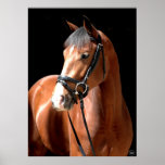 Bay Horse Portrait Poster