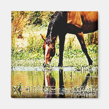Bay Horse "Reflections" Fridge Magnet
