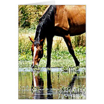 Bay Horse "Reflections" Greeting Cards