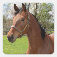 Bay Horse Sticker