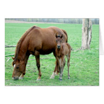 Bay Mare and Her Colt Card