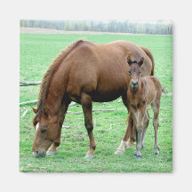 Bay Mare and Her Colt Magnets