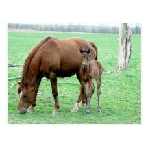 Bay Mare and Her Colt Postcard