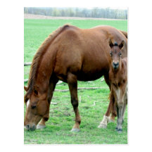 Bay Mare and Her Colt Postcards