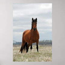 Bay Mare - Tall Posters
