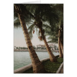 Bay Palm Trees Card