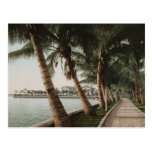 Bay Palm Trees Postcards