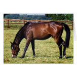 Bay Thoroughbred Gelding Greeting Card
