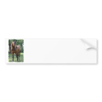 Bay Thoroughbred Horse Bumper Sticker