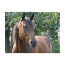 Bay Thoroughbred Horse Postcard