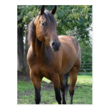 Bay Thoroughbred Horse Postcard