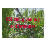 Bayberry Christmas Card