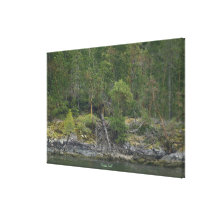 BC Coastline Canada Wilderness Forest & Shore Art Canvas Print