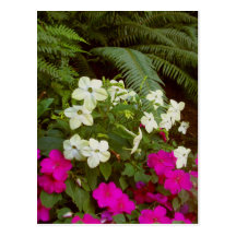 BC summer gardens 1 Postcard
