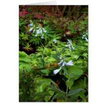 BC summer gardens 2 Greeting Card