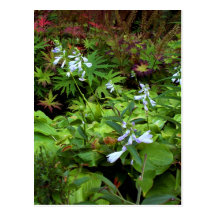 BC summer gardens 2 Post Card