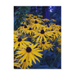 BC summer gardens 4 Postcards