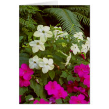 BC summergardens1 Greeting Card