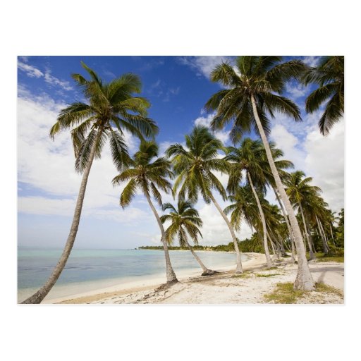 Beach at Punta Cana Post Card