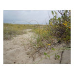 Beach Autumn Wildflowers Photo