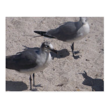 Beach Birdies Postcard