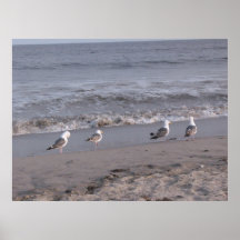 beach birds posters
