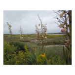 Beach Clouds and Wildflowers Photo