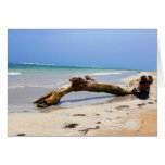 Beach drift wood greeting cards