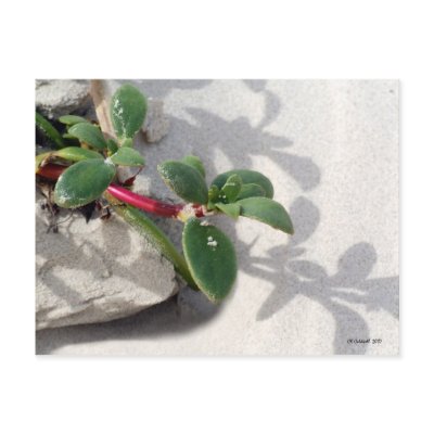 Beach Garden Post Card by StarLily