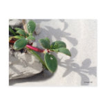 Beach Garden postcards