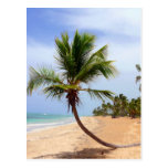 Beach Palm Trees Post Cards
