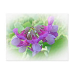 Beach Pea - Lathyrus japonicus - Wildflower Postcard