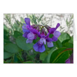Beach Pea (Lathyrus maritimus) Coordinating Items Greeting Card