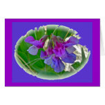Beach Pea (Lathyrus maritimus) Coordinating Items Cards