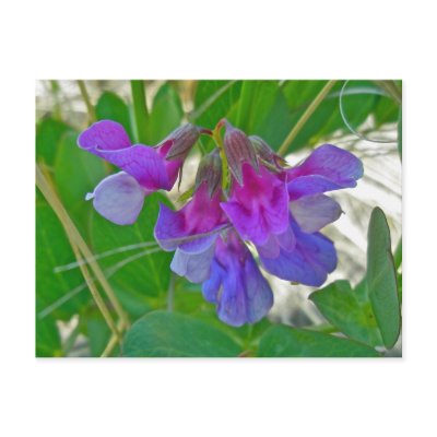 Beach Pea (Lathyrus maritimus) Coordinating Items Post Card by CarolsCamera