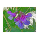 Beach Pea (Lathyrus maritimus) Coordinating Items postcards